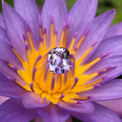 3.30ct Natural UNHEATED Heart Cut Purple Sapphire